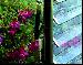 GREENHOUSES - Automatic vent openers